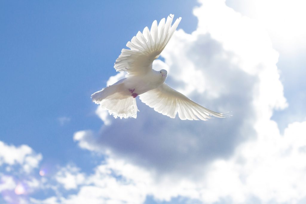 White pigeons,dove flying on blue sky